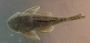 Guyanancistrus brevispinis FMNH 116937 dorsal